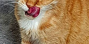 Pumpkin participe au concours pour gagner de l'argent avec cette photo : animal, cat, close_up, cute, domestic_cat, ears, feline, fur, gray_surface, indoor, licking, mammal, orange_tabby, paws, pet, red_background, sitting, texture, tongue_out, whiskers