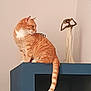 Pumpkin participe au concours pour gagner de l'argent avec cette photo : animal, artistic, blue_shelf, calm, cat, curious, decor, domestic, figurine, furniture, household, indoor, looking_sideways, orange_tabby, pet, quiet, resting, shelf, statue, tail