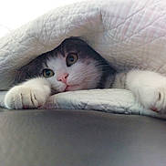 Tigris participe au concours pour gagner de l'argent avec cette photo : bed, blanket, cat, close_up, cozy, curiosity, eyes, face, fur, hiding, indoor, kitten, paw, pet, pink_nose, portrait, quilt, relaxed, soft_texture, whiskers