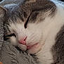 Tigris participe au concours pour gagner de l'argent avec cette photo : animal, blanket, cat, close_up, companion, cozy, cute, domestic_cat, fur, ginger, gray_and_white, indoor, peaceful, pets, pink_nose, relaxation, resting, sleeping, soft_texture, whiskers