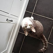 Tigris a rejoint le concours — aidez-le/la à gagner de superbes lots ! animal, black_tiles, cabinet_handle, cat, curious, cute, domestic, feline, floor, gray_cat, green_eyes, household, indoor, looking_up, pet, tail, tile_floor, whiskers, white_cabinet, white_cat