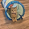 animal, bell, blue_tunnel, brown_fur, cat, collar, cozy, feline, front_paws, indoor, kitten, looking_at_camera, lying_down, pet, play_tunnel, sitting, striped_fur, tabby, toy, wooden_floor