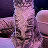 Auguste participe au concours pour gagner de l'argent avec cette photo : cat, fluffy, sitting, indoor, purple_lighting, table, pet, animal, feline, whiskers, ears, eyes, fur, portrait, looking_at_camera, domestic_cat, cute, mammal, relaxed, curious