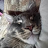 cat, close_up, sleeping, whiskers, fur, animal, pet, cozy, blanket, relaxed, face, muzzle, ears, indoor, resting, soft, cute, feline, peaceful, nap