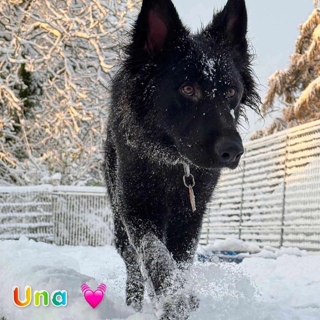 Una participe au concours pour gagner de l'argent avec cette photo : animal, canine, coyote, dog, eskimodog, germanshepherd, husky, ice, nature, outdoors, pet, plant, policedog, puppy, snout, snow, storm, tree, winter, wolf