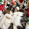 cat, calico_cat, sleeping, sleepy, pet, feline, fur, whiskers, paws, pink_nose, curled_up, relaxed, floral, fabric, pet_carrier, harness, cozy, indoor, closeup, cute