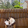 Ophélie a rejoint le concours — aidez-le/la à gagner de superbes lots ! cat, kitten, fluffy, white_cat, tabby_cat, black_and_white_cat, sleeping, relaxed, playful, upside_down, cat_tree, scratching_post, pet_bed, balcony, safety_net, outdoor, cityscape, apartment_buildings, wooden_floor, sunny