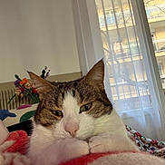Ophélie participe au concours pour gagner de l'argent avec cette photo : cat, pet, animal, tabby, white_fur, brown_fur, face, eyes, ears, whiskers, pink_nose, paws, lying_down, relaxed, indoors, bed, blanket, window, flowers, portrait