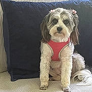 Mable is registered to the contest to win money with this photo: animal, companion, couch, cute, dog, domestic_animal, ears, face, fur, hair_bow, indoor, mammal, pet, pillow, pink_harness, relaxing, seated, small_dog, striped, tail