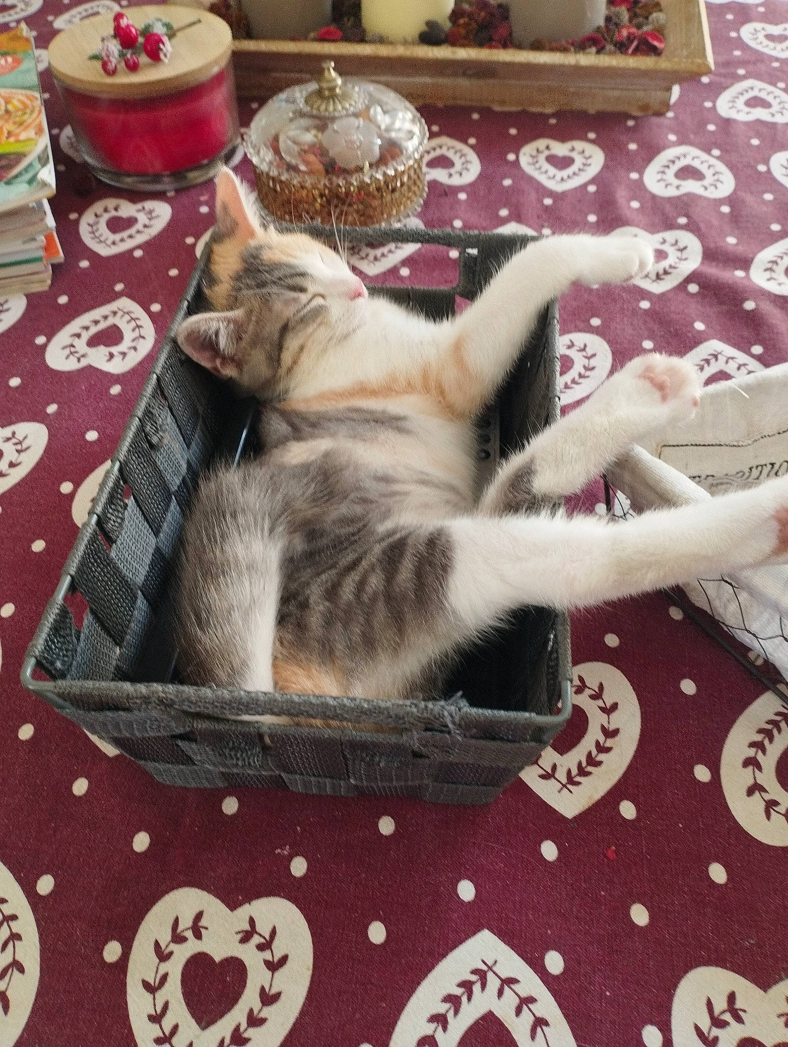 Chouquette a rejoint le concours — aidez-le/la à gagner de superbes lots ! carnivore, cat, comfort, companion_dog, domestic_short_haired_cat, fawn, felidae, flooring, fur, hardwood, paw, plate, room, serveware, small_to_medium_sized_cats, sporting_group, tableware, tail, textile, whiskers