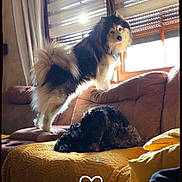Koda participe au concours pour gagner de l'argent avec cette photo : dog, indoor, couch, window, curtains, sunlight, pet, fur, relaxed, standing, lying_down, brown_couch, blanket, yellow_pillow, cozy, living_room, animal, domestic, home, daylight
