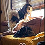 dog, indoor, couch, window, curtains, sunlight, pet, fur, relaxed, standing, lying_down, brown_couch, blanket, yellow_pillow, cozy, living_room, animal, domestic, home, daylight