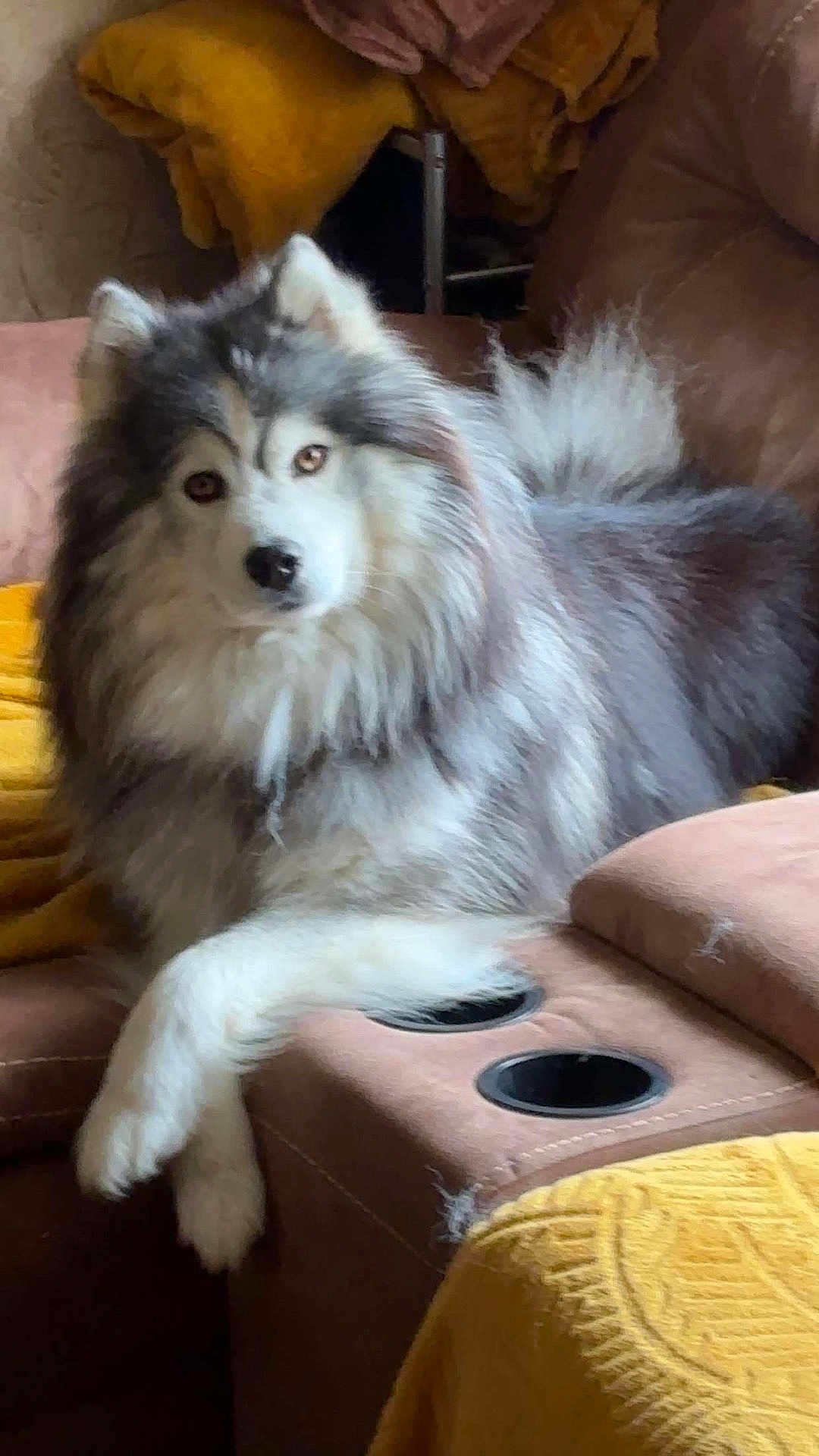 Koda