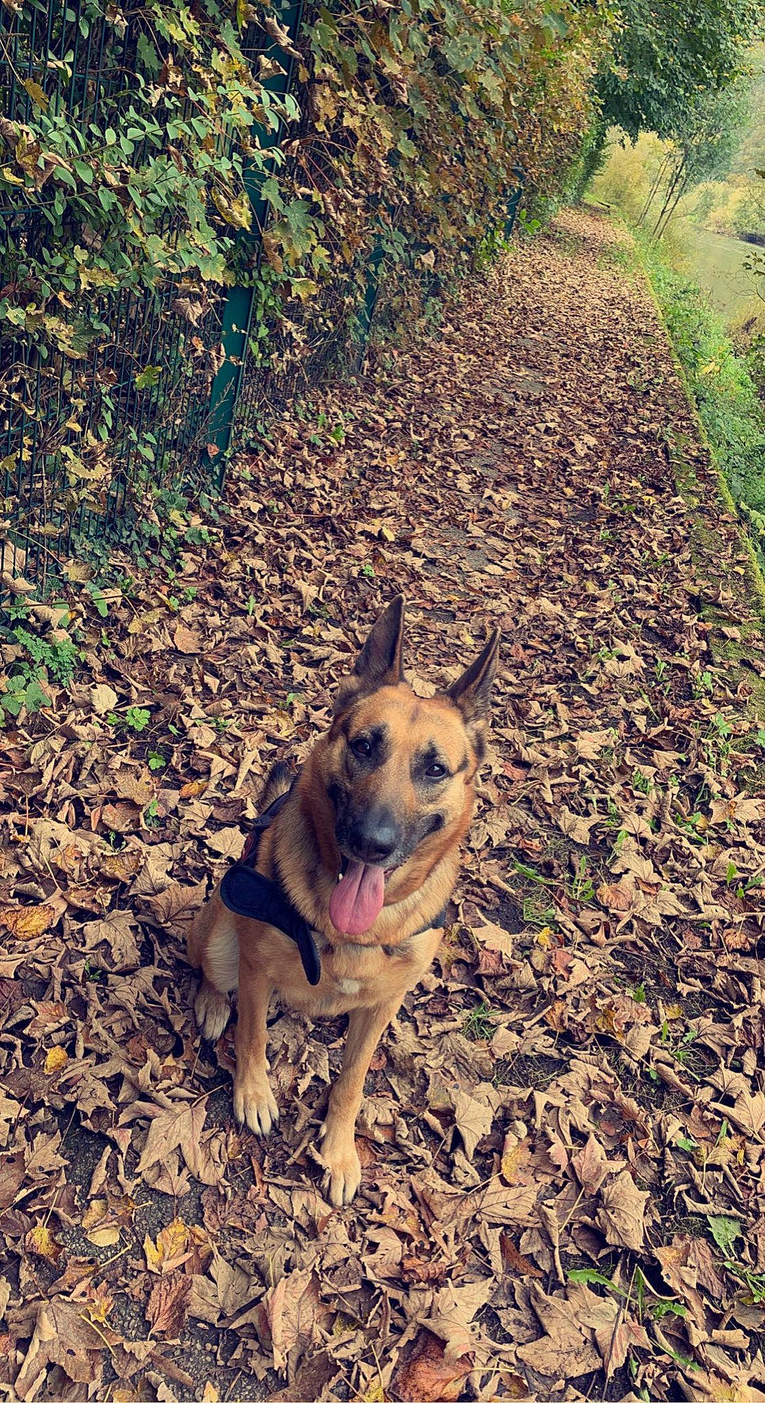 Nina participe au concours pour gagner de l'argent avec cette photo : adventure, canidae, carnivore, companion_dog, dog, dog_breed, fawn, german_shepherd_dog, grass, herding_dog, plant, recreation, snout, soil, sporting_group, tail, terrestrial_animal, trail, tree, working_animal