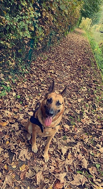 Nina participe au concours pour gagner de l'argent avec cette photo : canidae, carnivore, dog, dog_breed, fawn, german_shepherd_dog, grass, herding_dog, landscape, plant, plant_community, recreation, snout, soil, sporting_group, tail, terrestrial_animal, tree, wood, working_animal