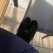 Hanoï participe au concours pour gagner de l'argent avec cette photo : dog, black_fur, pet, floor, tile, chair, indoor, curious, animal, small_dog, looking_up, tongue_out, furniture, shadow, legs, domestic, cute, companion, house, friend