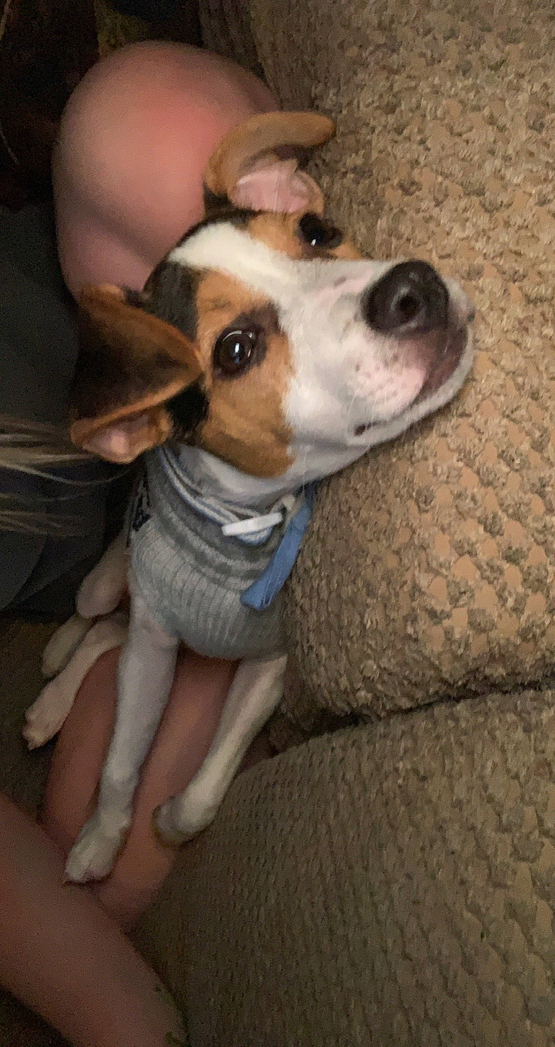 Atlas joined the competition — help win amazing prizes! canidae, carnivore, companion_dog, danish_swedish_farmdog, dog, dog_breed, fawn, feist, mammal, miniature_fox_terrier, puppy, puppy_love, snout, sporting_group, vertebrate