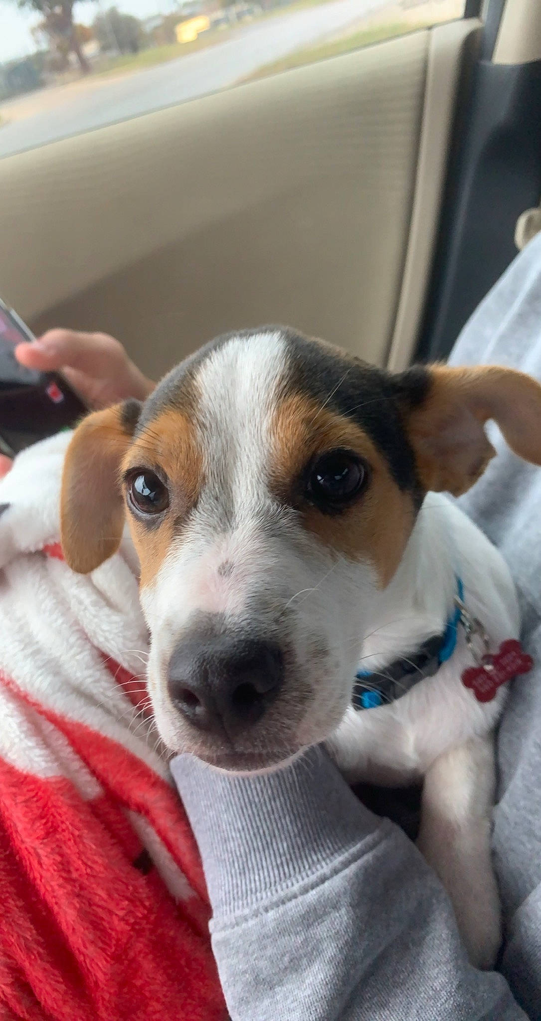 Atlas joined the competition — help win amazing prizes! beagle, brazilian_terrier, canidae, carnivore, companion_dog, danish_swedish_farmdog, dog, dog_breed, feist, harrier, irishjacks, jack_russell_terrier, mammal, miniature_fox_terrier, parson_russell_terrier, ratonero_bodeguero_andaluz, russell_terrier, snout, tenterfield_terrier, vertebrate