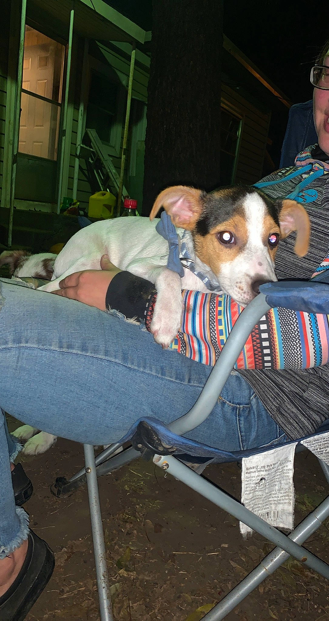 Atlas joined the competition — help win amazing prizes! canidae, carnivore, dog, dog_breed, feist, mammal