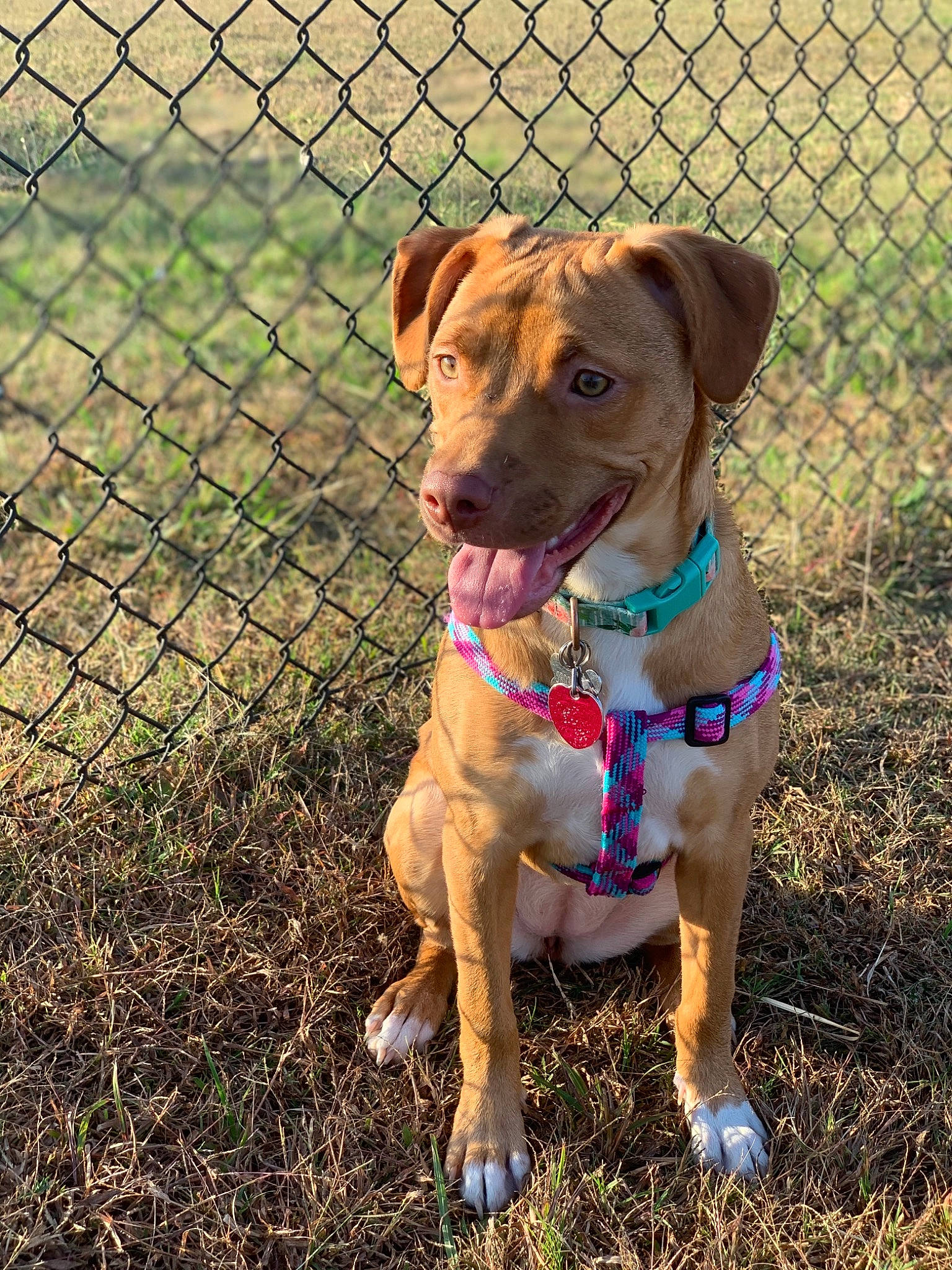 Athena joined the competition — help win amazing prizes! canidae, carnivore, dog, dog_breed, dog_collar, fawn, hunting_dog, mammal, mountain_cur, patterdale_terrier, plant, plummer_terrier, potcake_dog, puppy, rare_breed_dog, rhodesian_ridgeback, snout, sporting_group, vertebrate