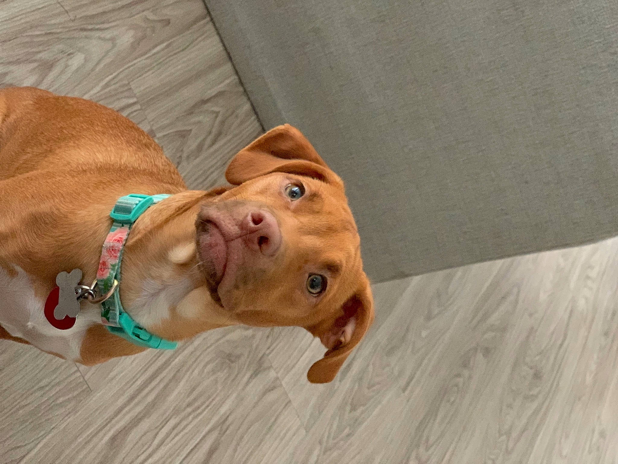 Athena joined the competition — help win amazing prizes! american_pit_bull_terrier, beagador, canidae, carnivore, dog, dog_breed, dogue_de_bordeaux, ear, fawn, floor, mammal, pit_bull, snout, sporting_group, vertebrate, vizsla
