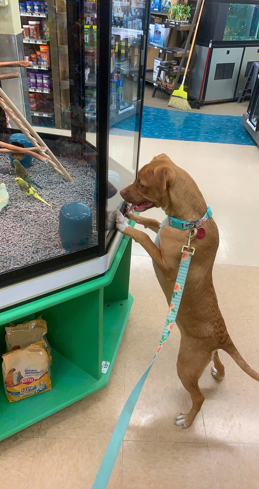 Athena joined the competition — help win amazing prizes! canidae, carnivore, companion_dog, dog, dog_breed, fawn, leash, sporting_group, vizsla, weimaraner