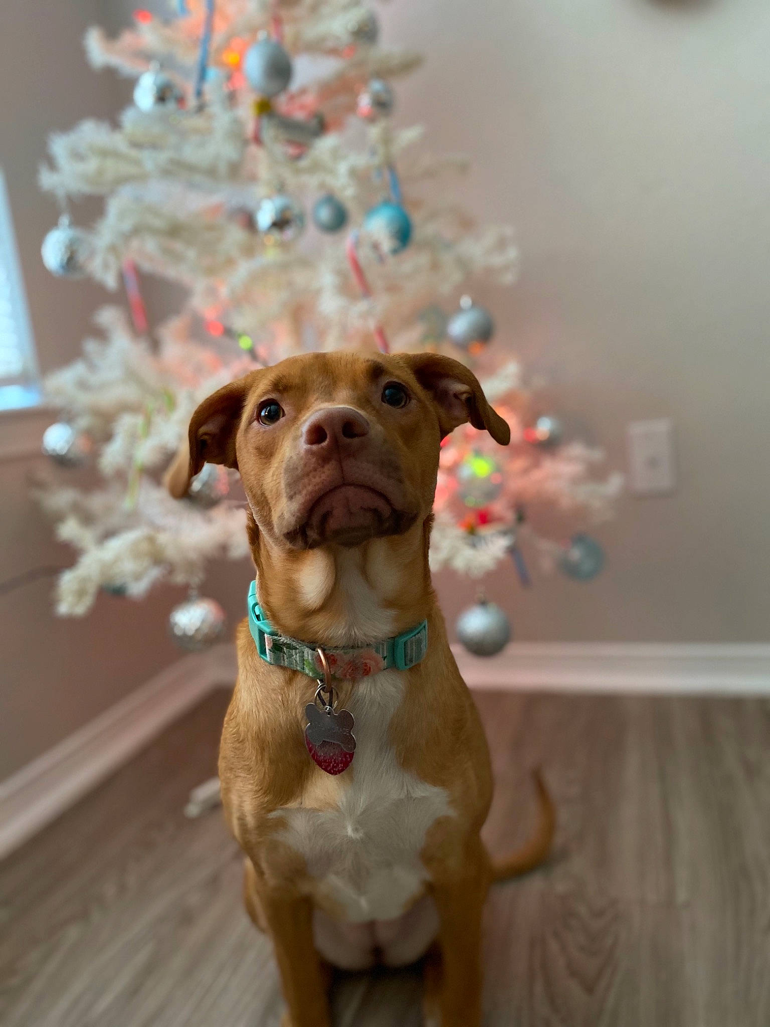 Athena joined the competition — help win amazing prizes! american_pit_bull_terrier, canidae, carnivore, dog, dog_breed, dog_collar, fashion_accessory, fawn, mammal, non_sporting_group, pit_bull, puppy, rare_breed_dog, snout, sporting_group