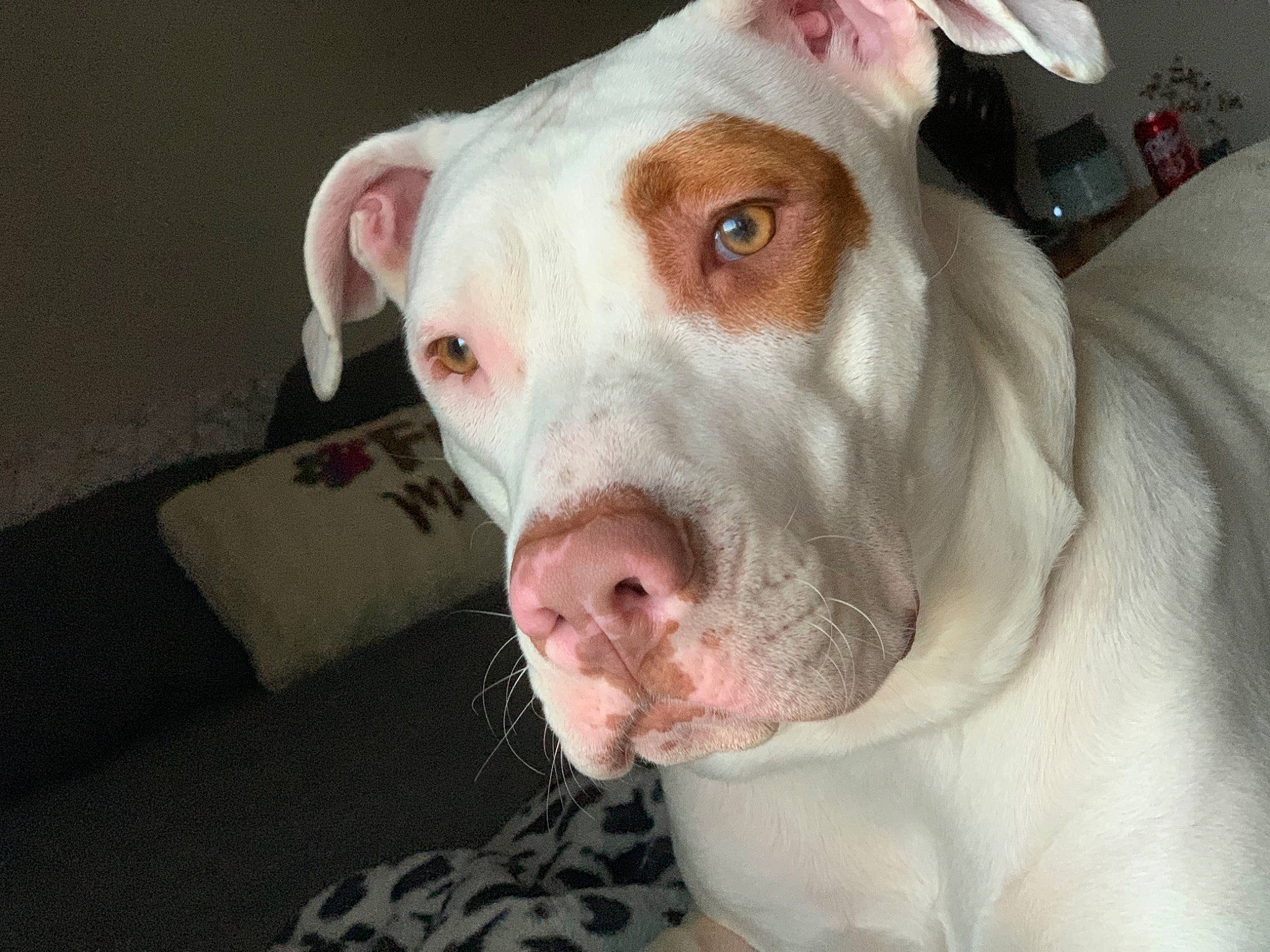 Aurora is registered to the contest to win money with this photo: american_bulldog, american_pit_bull_terrier, bully_kutta, canidae, carnivore, cordoba_fighting_dog, dog, dog_breed, dogo_argentino, dogo_guatemalteco, ear, head, mammal, non_sporting_group, nose, pit_bull, rare_breed_dog, snout, valley_bulldog, vertebrate
