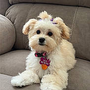 Nia joined the competition — help win amazing prizes! puppy, dog, cute, fluffy, collar, pet, indoor, couch, sitting, small_dog, fur, animal, face, domestic_animal, young_dog, relaxing, adorable, companionship, furniture, home