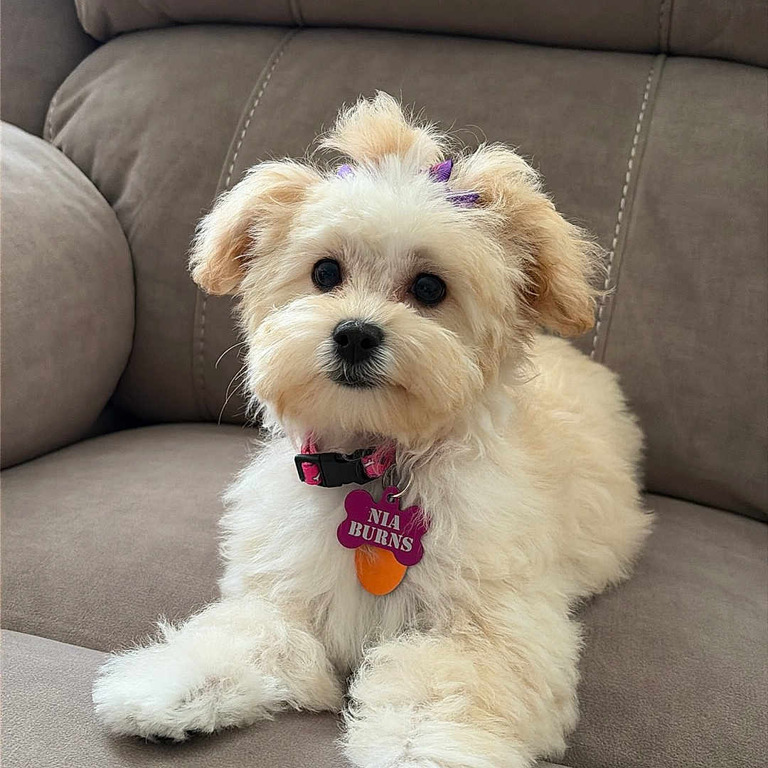 Nia joined the competition — help win amazing prizes! puppy, dog, cute, fluffy, collar, pet, indoor, couch, sitting, small_dog, fur, animal, face, domestic_animal, young_dog, relaxing, adorable, companionship, furniture, home