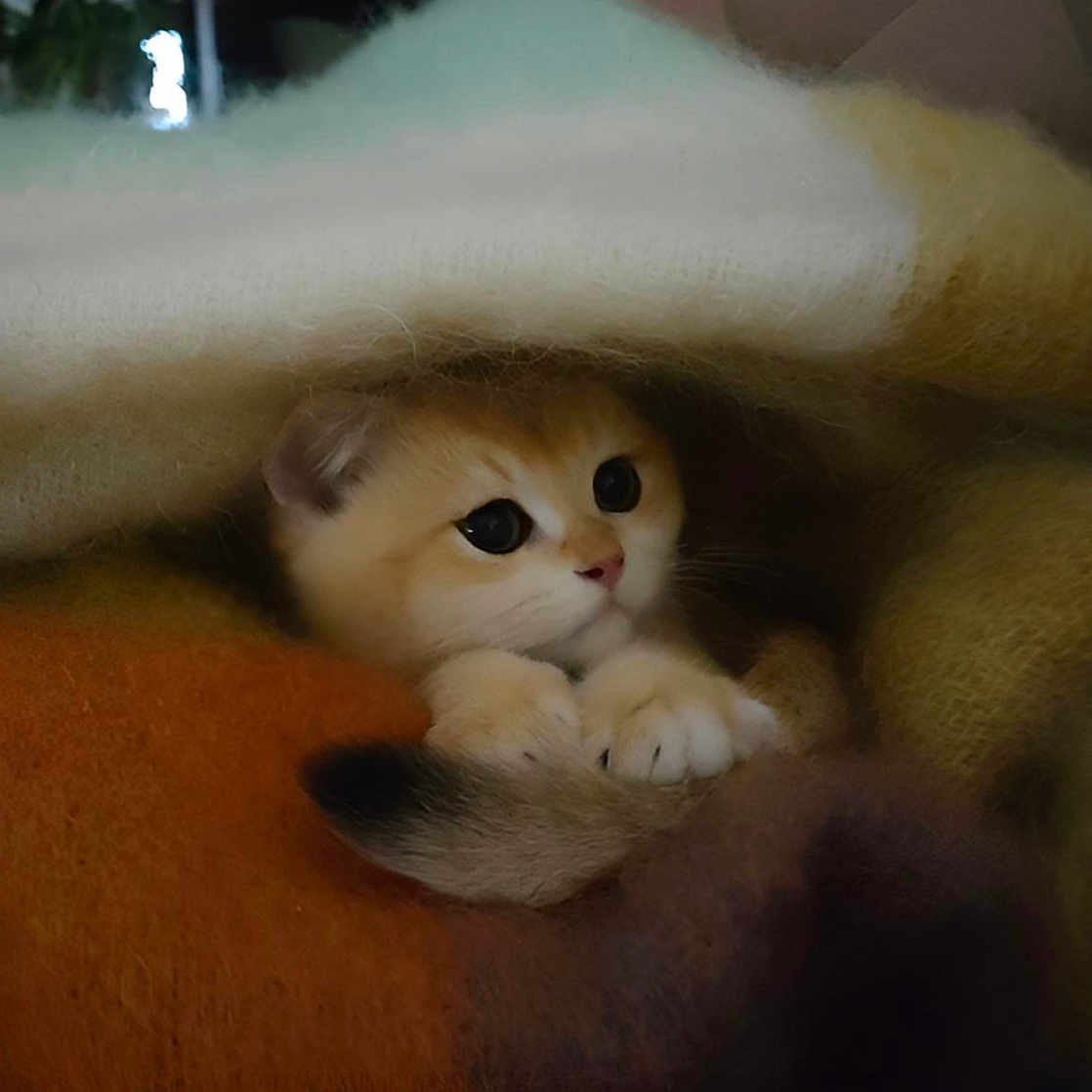 Captain Winston participe au concours pour gagner de l'argent avec cette photo : abyssinian, angora, animal, blanket, canine, cat, couch, dog, furniture, kitten, manx, person, pet, puppy, quilt, siamese, sleeping, toy