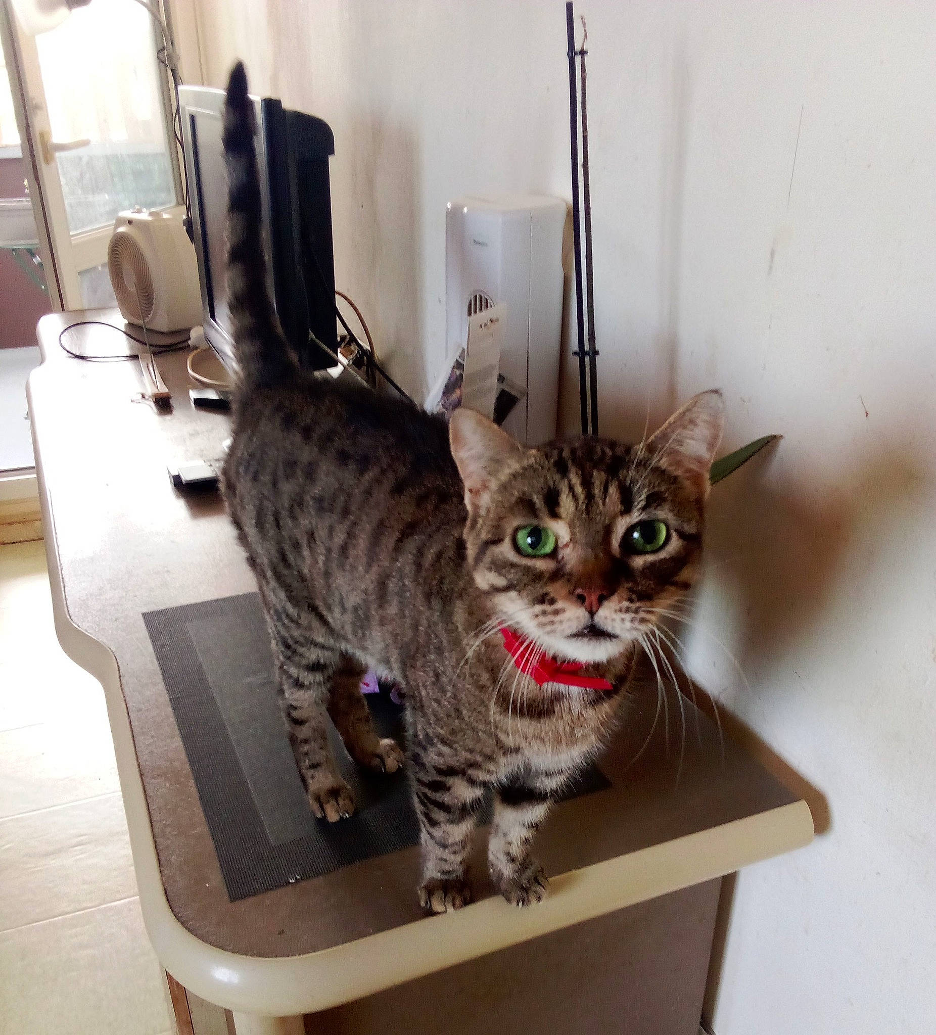 Didina a rejoint le concours — aidez-le/la à gagner de superbes lots ! carnivore, cat, cat_supply, chair, comfort, domestic_short_haired_cat, felidae, fur, paw, pet_supply, sitting, small_to_medium_sized_cats, table, tail, whiskers