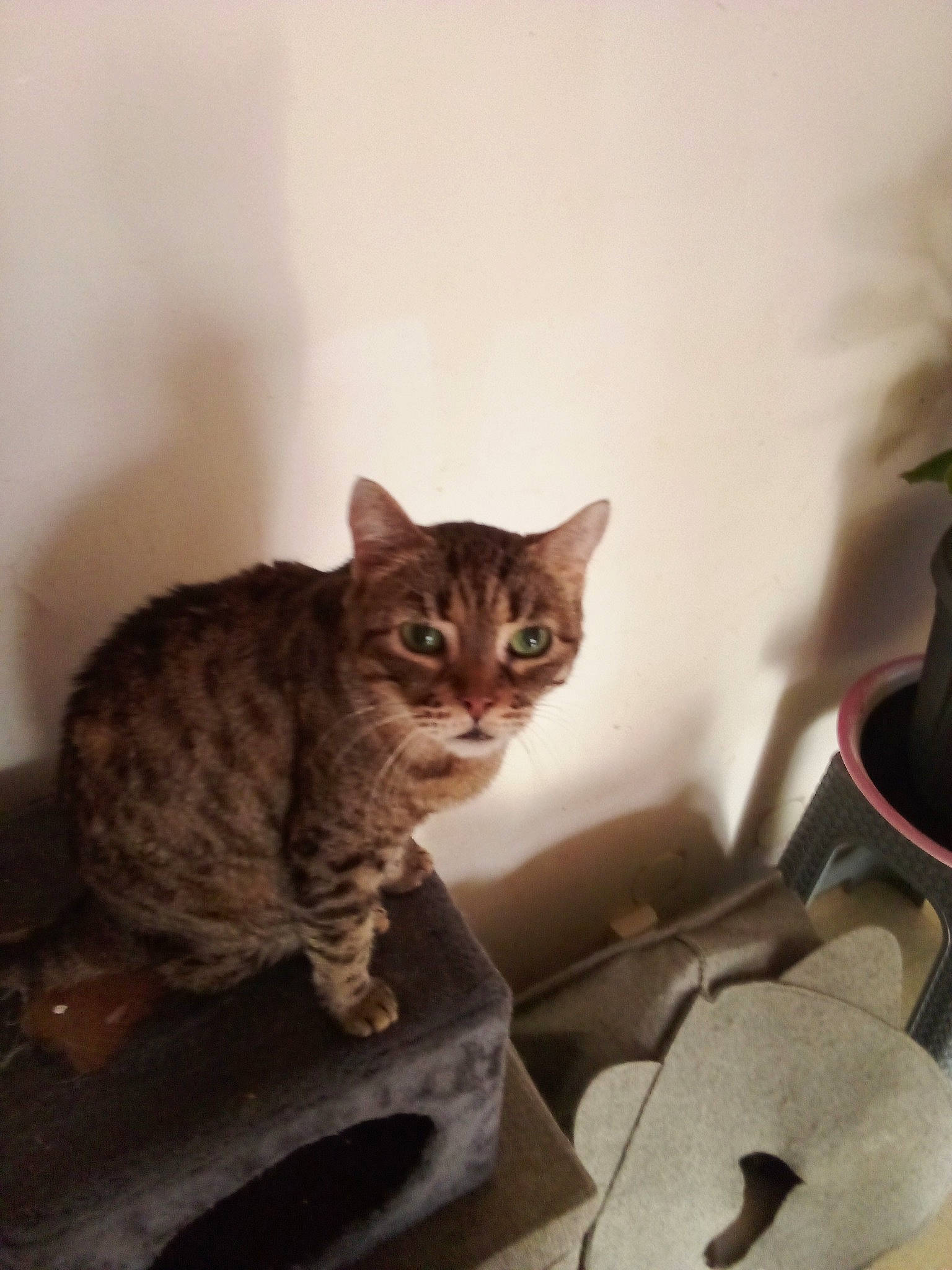 Didina participe au concours pour gagner de l'argent avec cette photo : carnivore, cat, domestic_short_haired_cat, fawn, felidae, fur, grey, paw, room, sitting, small_to_medium_sized_cats, snout, tail, terrestrial_animal, whiskers, window, wood