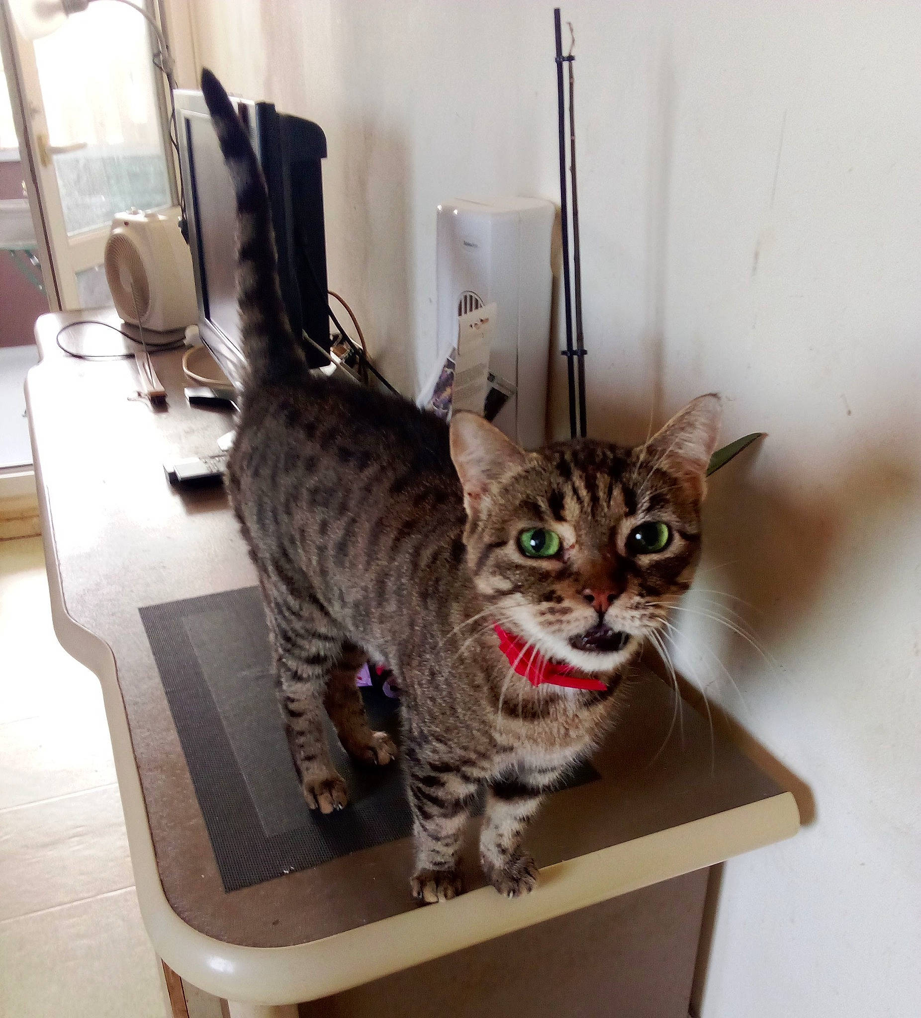 Didina a rejoint le concours — aidez-le/la à gagner de superbes lots ! carnivore, cat, cat_supply, chair, comfort, desk, domestic_short_haired_cat, felidae, fur, mammal, pet_supply, sitting, small_to_medium_sized_cats, table, tail, whiskers