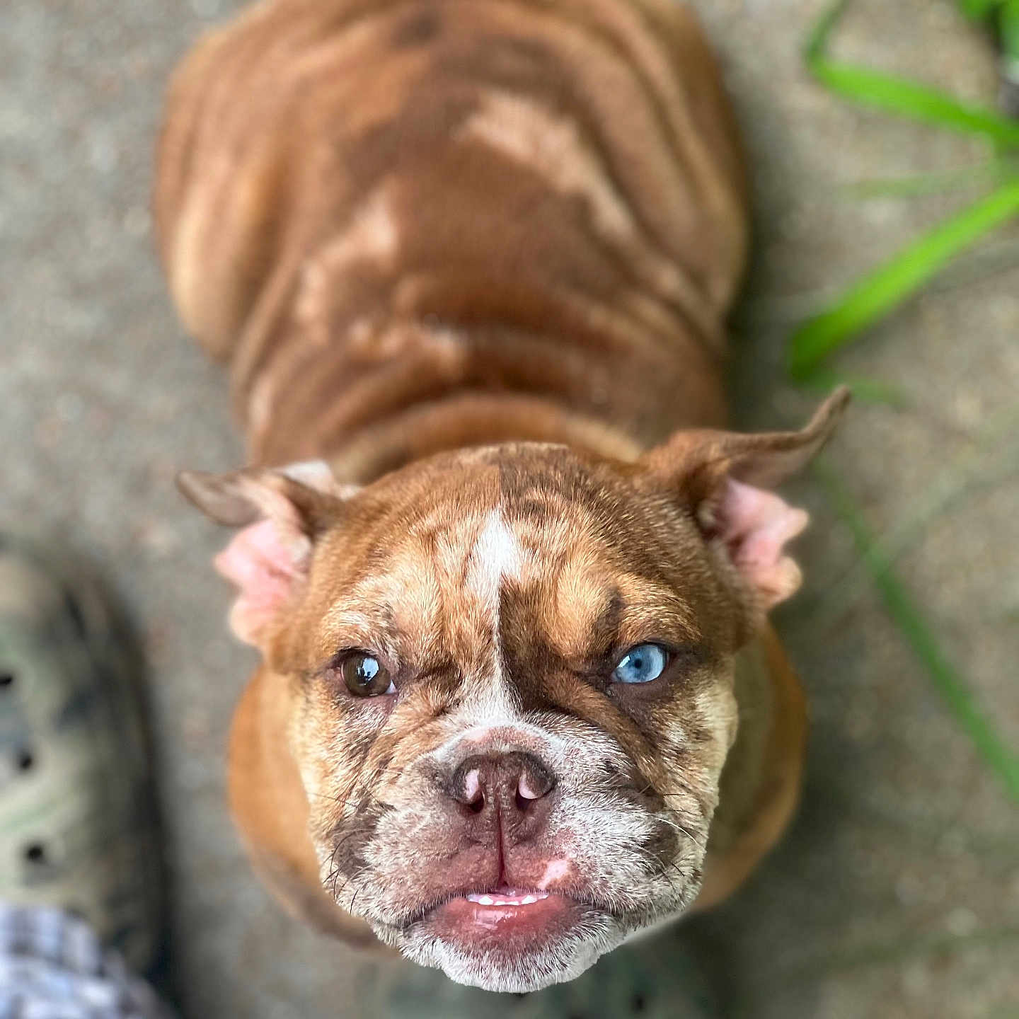 Lizzo joined the competition — help win amazing prizes! animal, blue_eye, brown, bulldog, canine, casual, close_up, concrete, dog, ears, feet, footwear, heterochromia, looking_up, outdoor, pet, portrait, short_hair, underbite, wrinkles