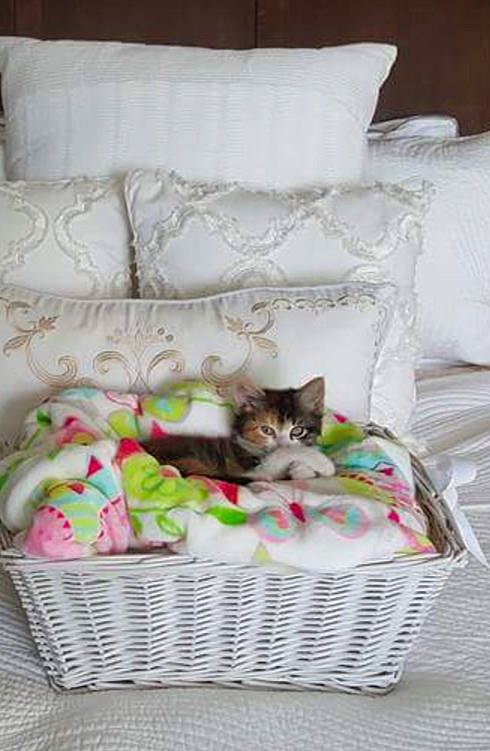 Milan' joined the competition — help win amazing prizes! bed, bed_sheet, bedding, cat, cushion, fawn, felidae, furniture, kitten, linens, pillow, pink, room, small_to_medium_sized_cats, studio_couch, textile, wicker