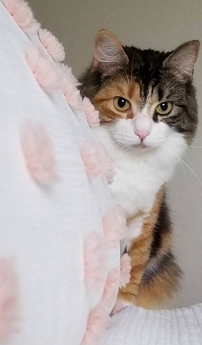 Milan' joined the competition — help win amazing prizes! aegean_cat, american_wirehair, british_semi_longhair, carnivore, cat, felidae, fur, kitten, mammal, norwegian_forest_cat, pink, ragamuffin, small_to_medium_sized_cats, whiskers