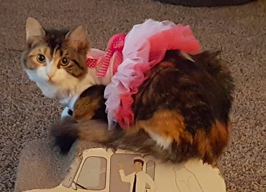 Milan' is registered to the contest to win money with this photo: aegean_cat, carnivore, cat, domestic_long_haired_cat, domestic_short_haired_cat, european_shorthair, felidae, fur, kitten, maine_coon, mammal, norwegian_forest_cat, paw, ragamuffin, siberian, small_to_medium_sized_cats, snout, tabby_cat, vertebrate, whiskers