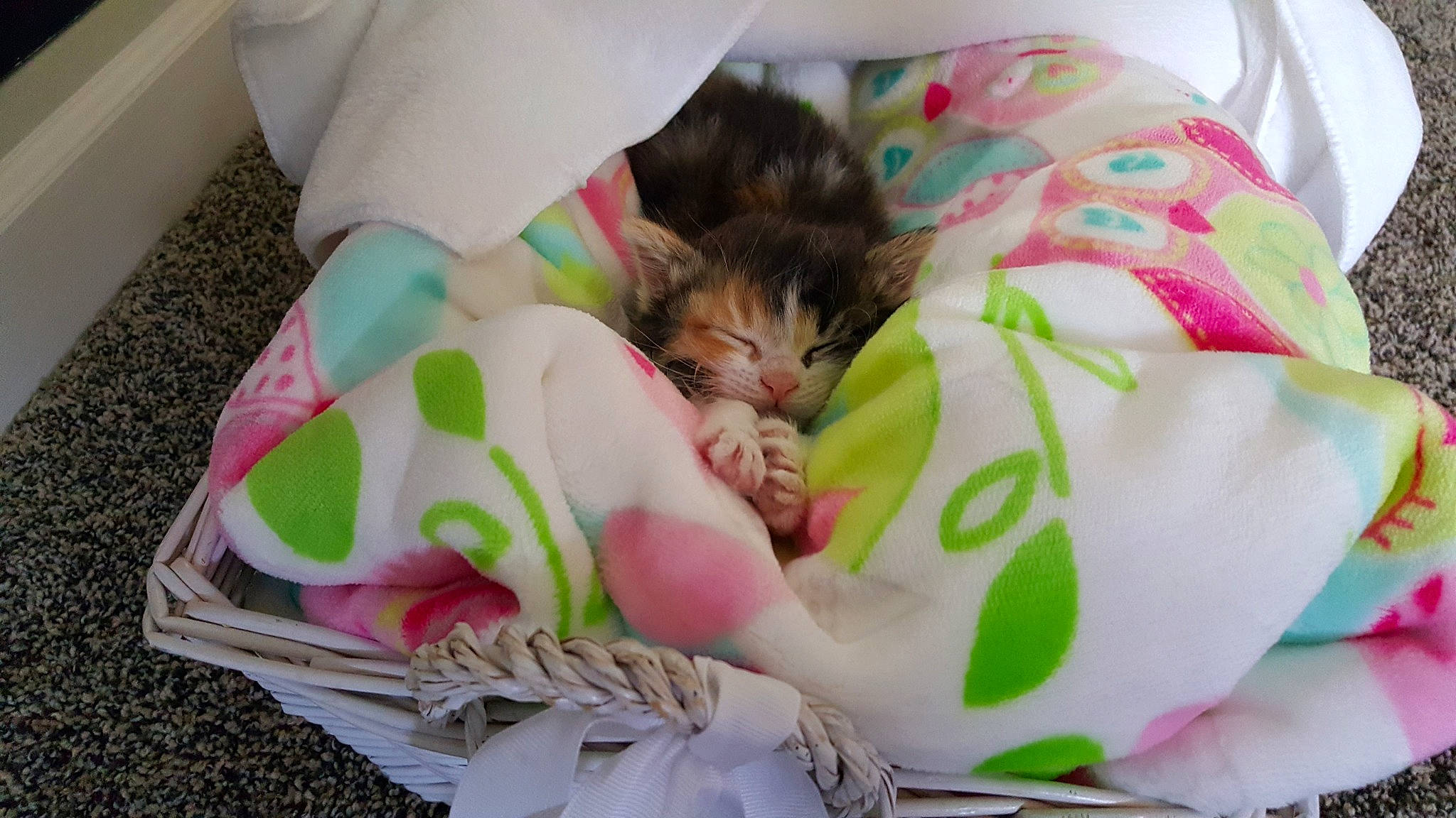 Milan' joined the competition — help win amazing prizes! basket, carnivore, cat, child, felidae, kitten, nap, sleep, small_to_medium_sized_cats, whiskers