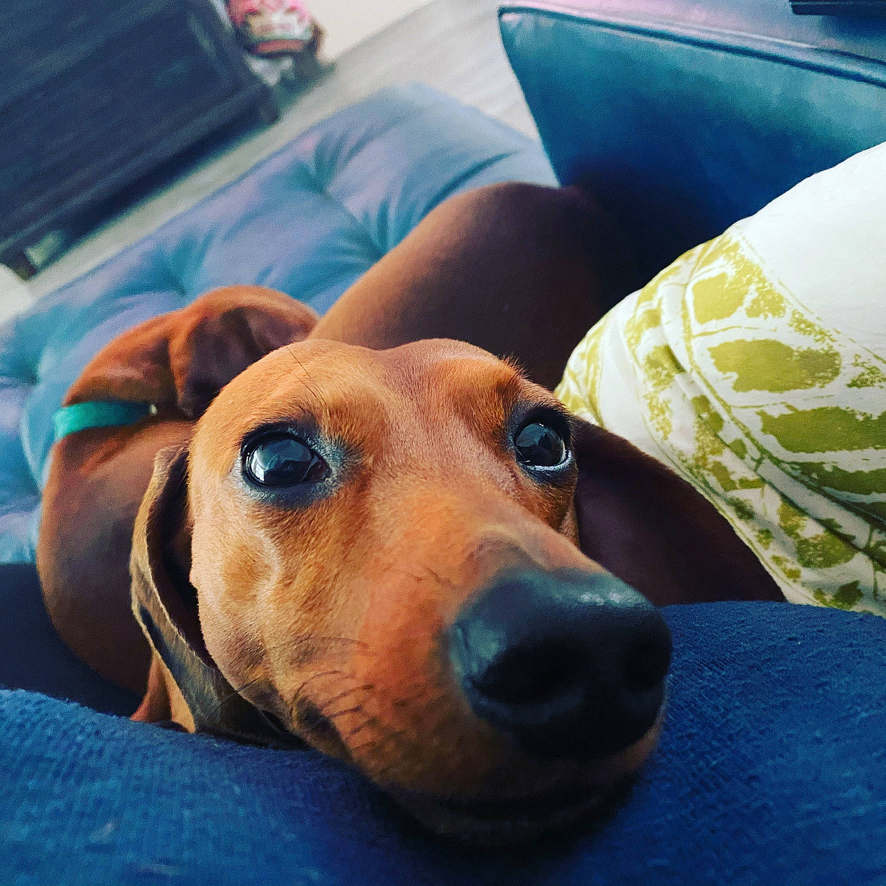 Watson is registered to the contest to win money with this photo: carnivore, collar, comfort, companion_dog, computer_keyboard, couch, dog, dog_breed, dog_supply, ear, fawn, fur, hound, metal, puppy, selfie, snout, sporting_group, whiskers, working_animal