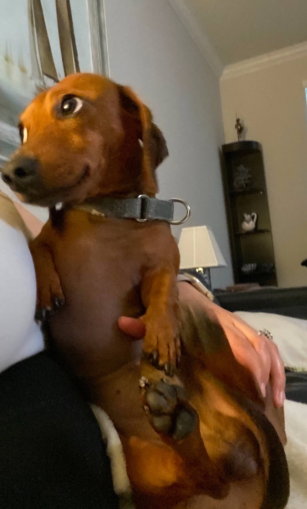 Watson is registered to the contest to win money with this photo: cabinetry, canidae, carnivore, collar, comfort, companion_dog, dog, dog_breed, ear, fawn, fur, hound, liver, metal, pet_supply, snout, sporting_group, toy, whiskers, working_animal