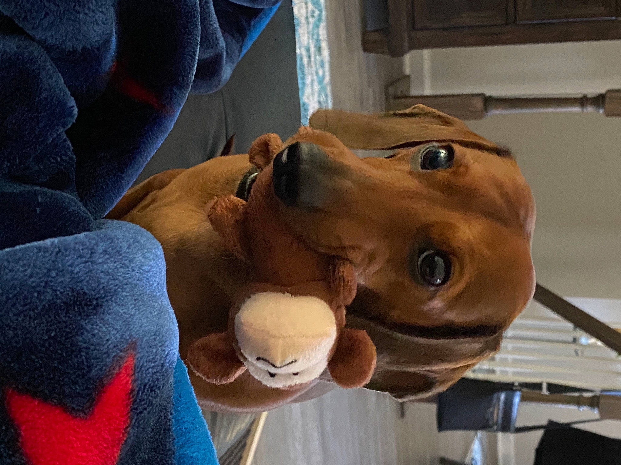 Watson joined the competition — help win amazing prizes! carnivore, comfort, companion_dog, dog, dog_breed, ear, fawn, fur, helmet, jaw, mascot, metal, personal_protective_equipment, plush, snout, stuffed_toy, toy, whiskers, wood, working_animal