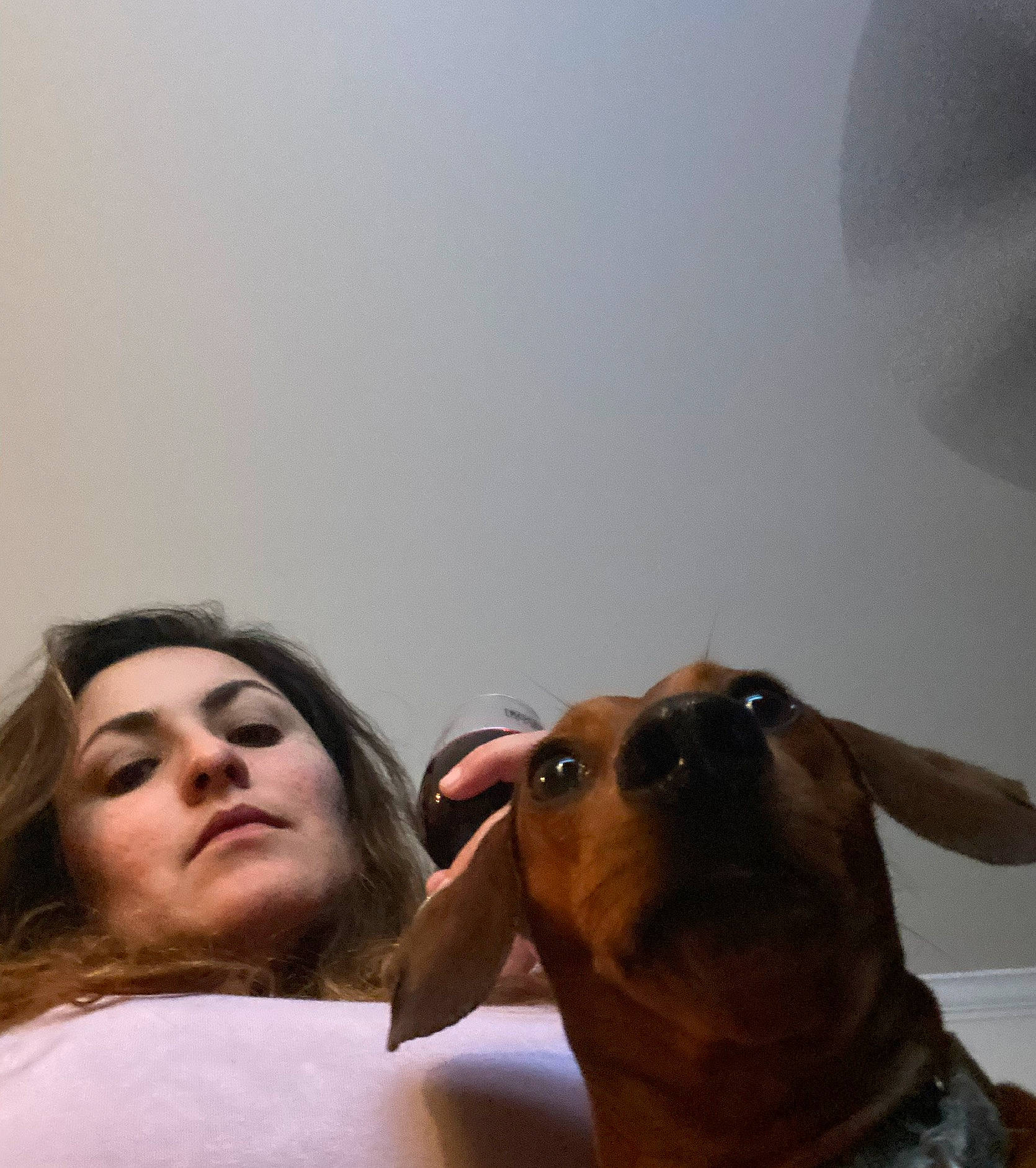 Watson is registered to the contest to win money with this photo: carnivore, comfort, companion_dog, dog, dog_breed, event, eye, eyewear, fawn, fun, gesture, happy, head, iris, jaw, nose, selfie, sitting, whiskers, working_animal