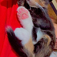 Twix is registered to the contest to win money with this photo: cat, kitten, calico, sleeping, relaxed, cute, pet, animal, furry, whiskers, paws, pink_paw_pads, black_white_orange, indoors, blanket, red_background, lying_down, portrait, sparkles, cozy