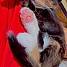 cat, kitten, calico, sleeping, relaxed, cute, pet, animal, furry, whiskers, paws, pink_paw_pads, black_white_orange, indoors, blanket, red_background, lying_down, portrait, sparkles, cozy