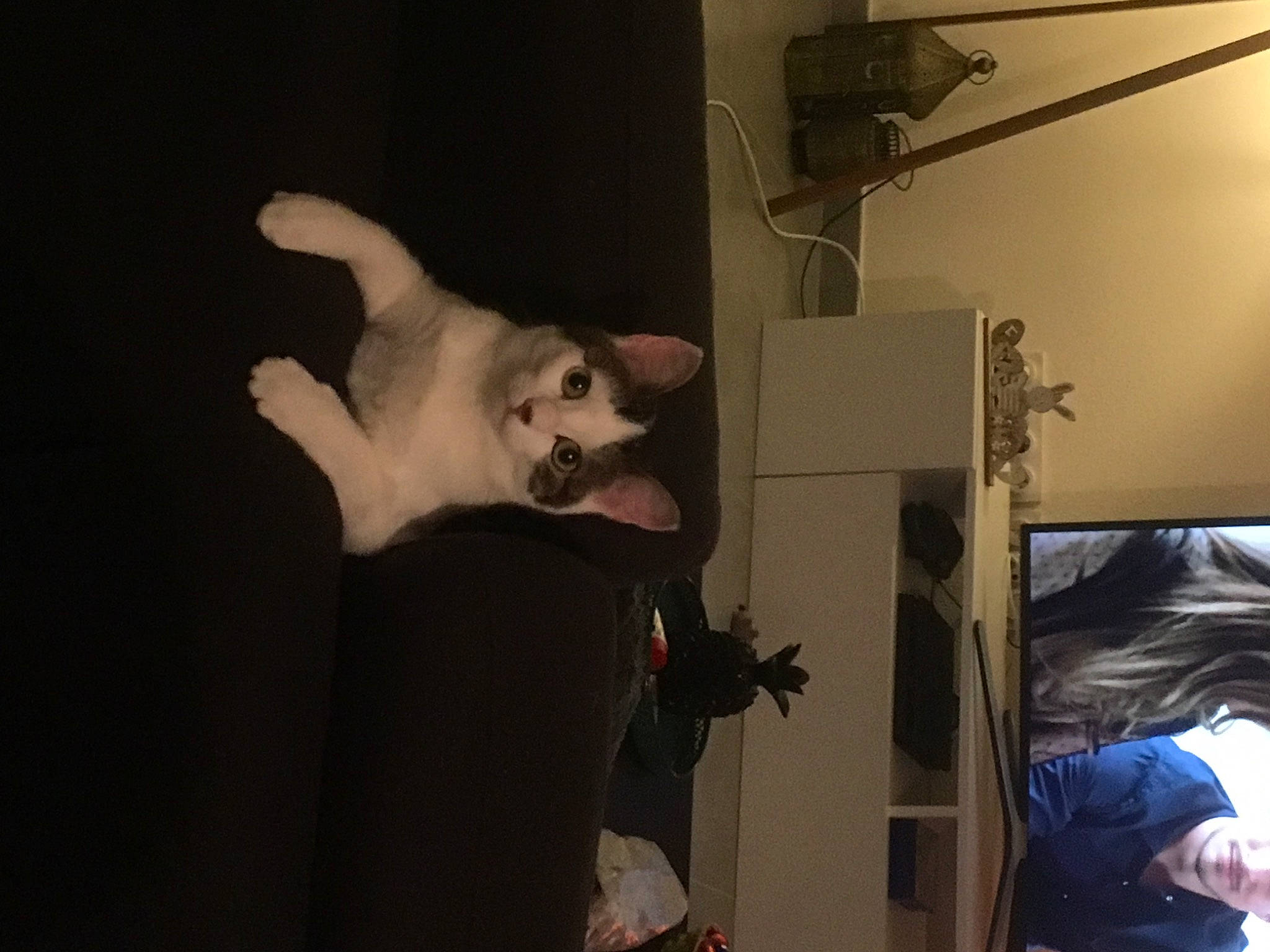 Khaleesi participe au concours pour gagner de l'argent avec cette photo : arm, gesture