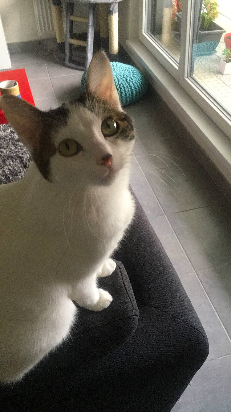 Khaleesi a rejoint le concours — aidez-le/la à gagner de superbes lots ! aegean_cat, american_wirehair, asian, burmilla, carnivore, cat, domestic_short_haired_cat, ear, european_shorthair, felidae, kitten, mammal, ojos_azules, singapura, small_to_medium_sized_cats, tail, whiskers