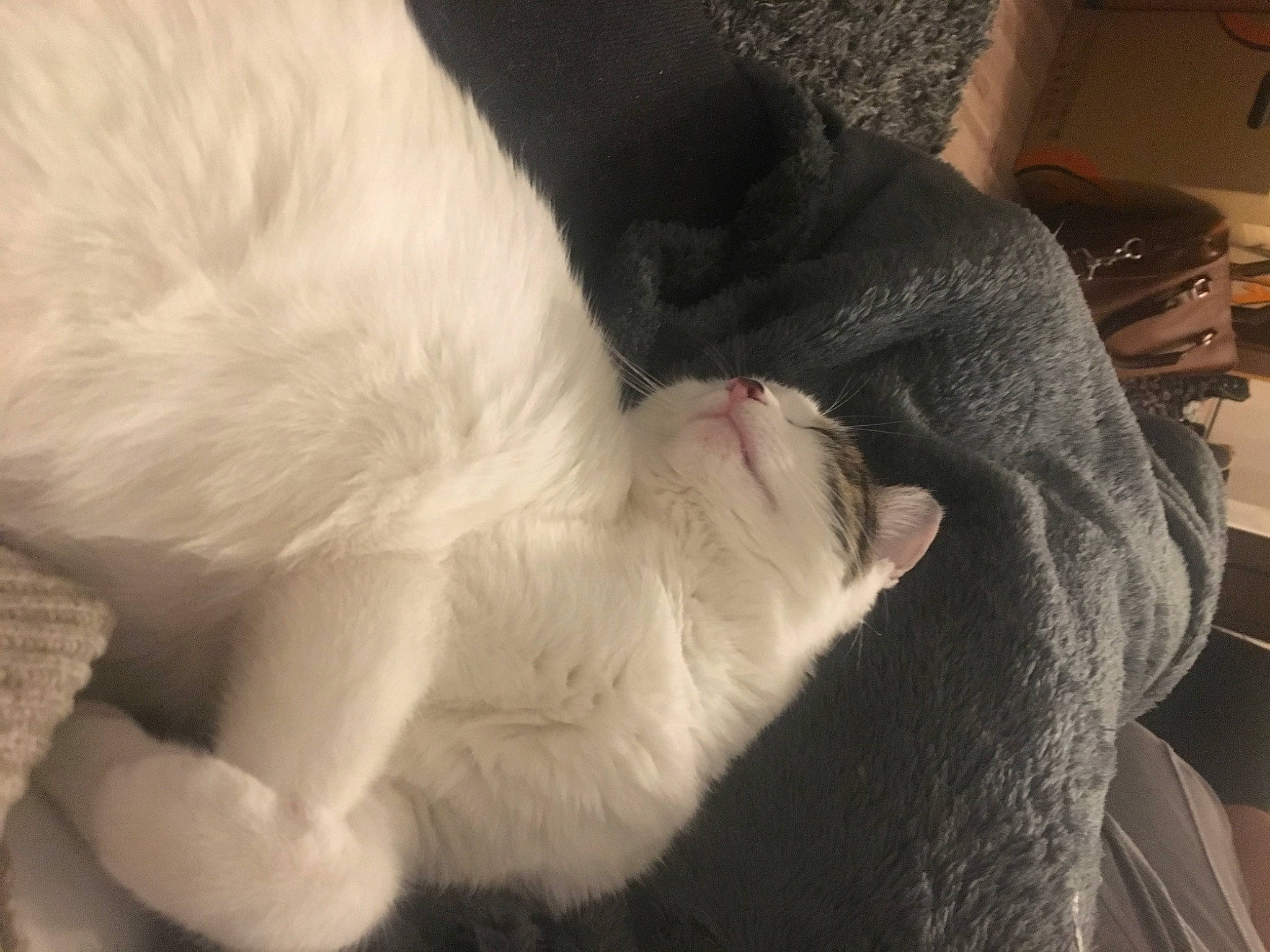 Khaleesi a rejoint le concours — aidez-le/la à gagner de superbes lots ! carnivore, cat, claw, ear, fawn, felidae, fur, khao_manee, nap, paw, small_to_medium_sized_cats, tail, turkish_angora, whiskers