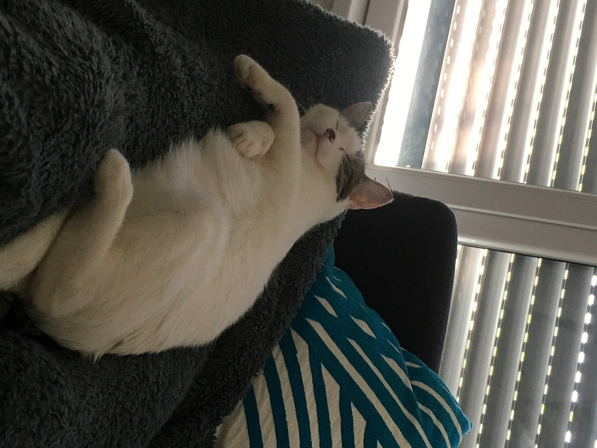 Khaleesi participe au concours pour gagner de l'argent avec cette photo : cat, ear, felidae, fur, gesture, hand, neck, nose, small_to_medium_sized_cats, whiskers