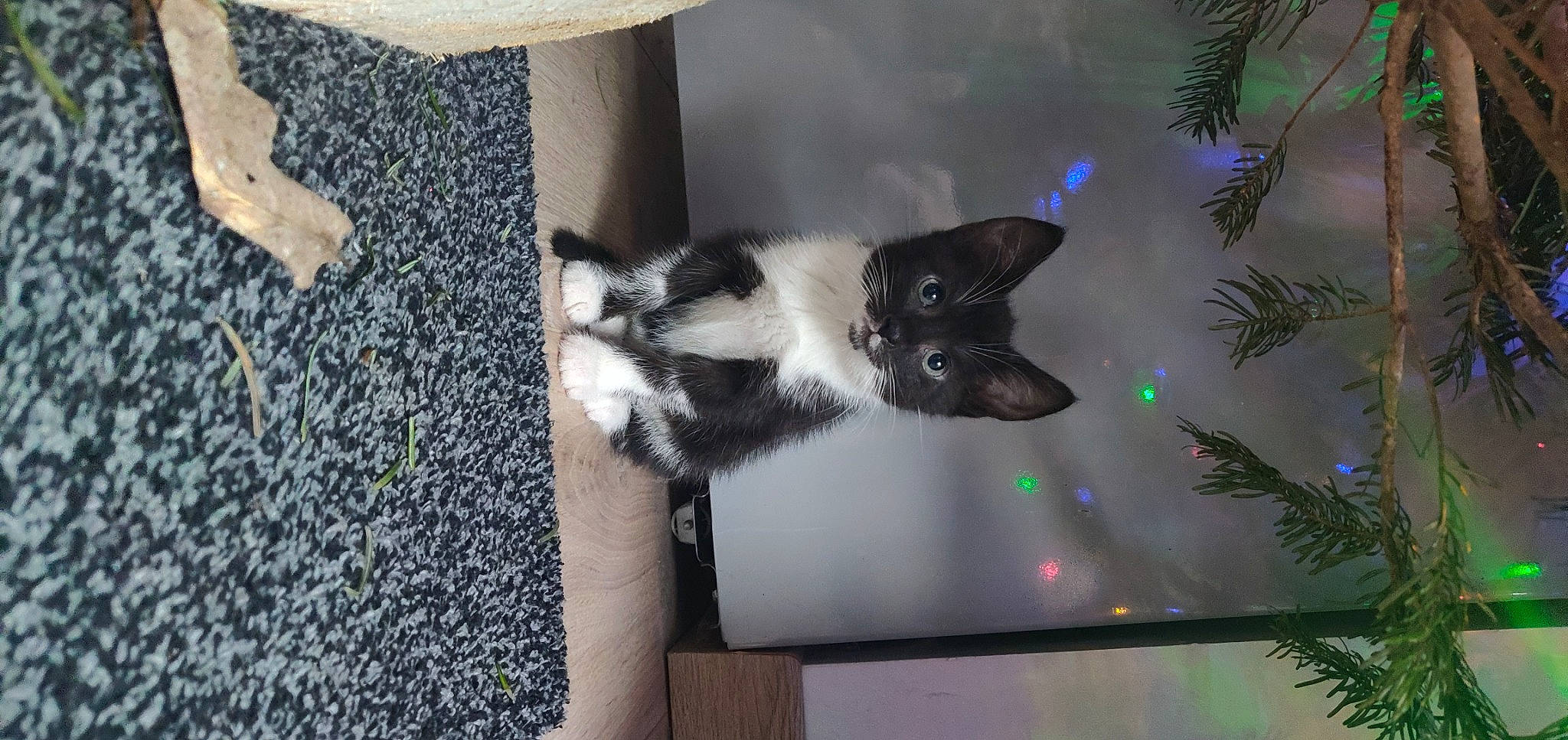 Rosette a rejoint le concours — aidez-le/la à gagner de superbes lots ! carnivore, cat, conifer, domestic_short_haired_cat, event, felidae, flooring, fur, hardwood, paw, plant, room, small_to_medium_sized_cats, tail, tree, whiskers, window, wood